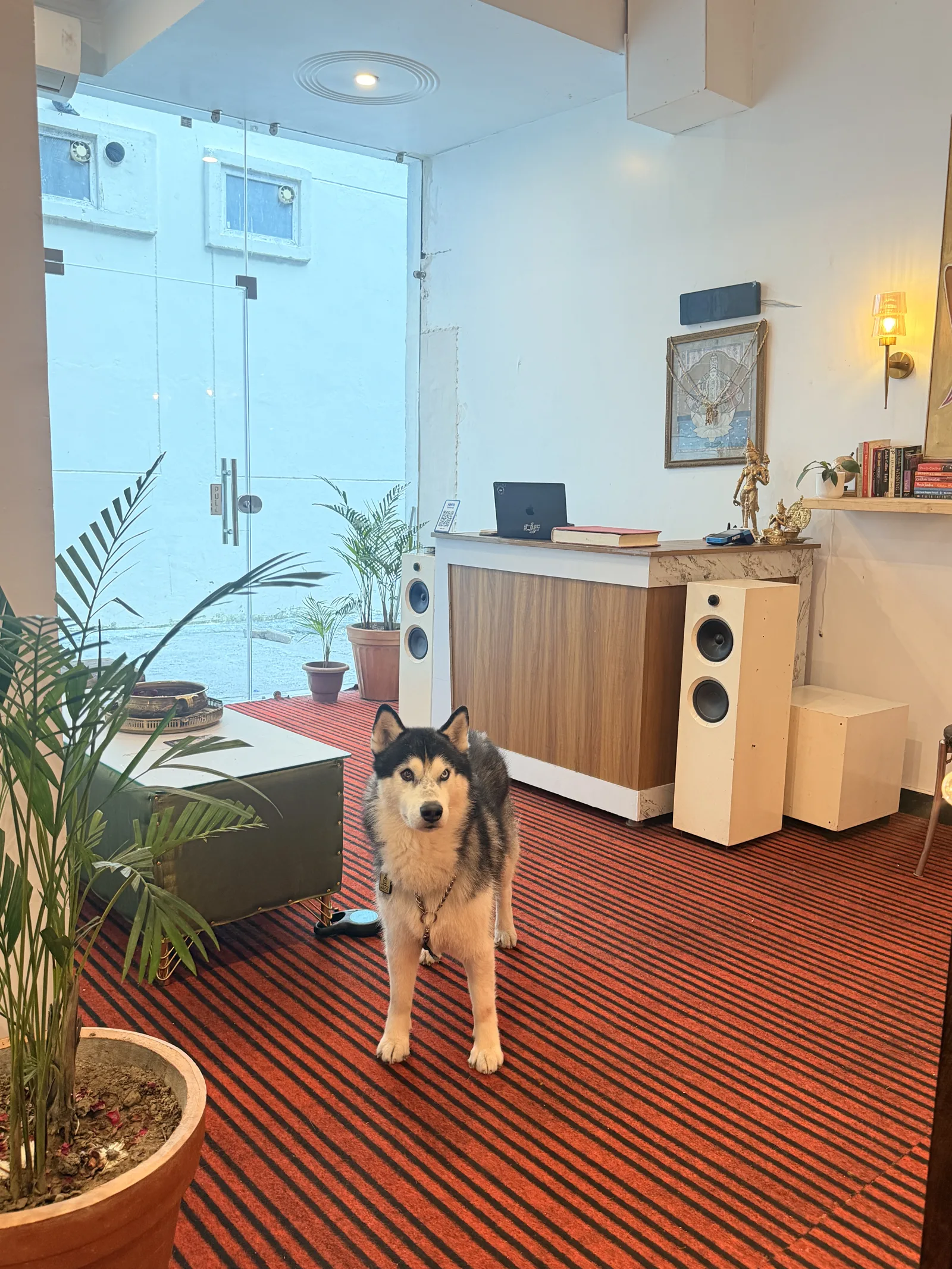 A dog standing beside the reception desk