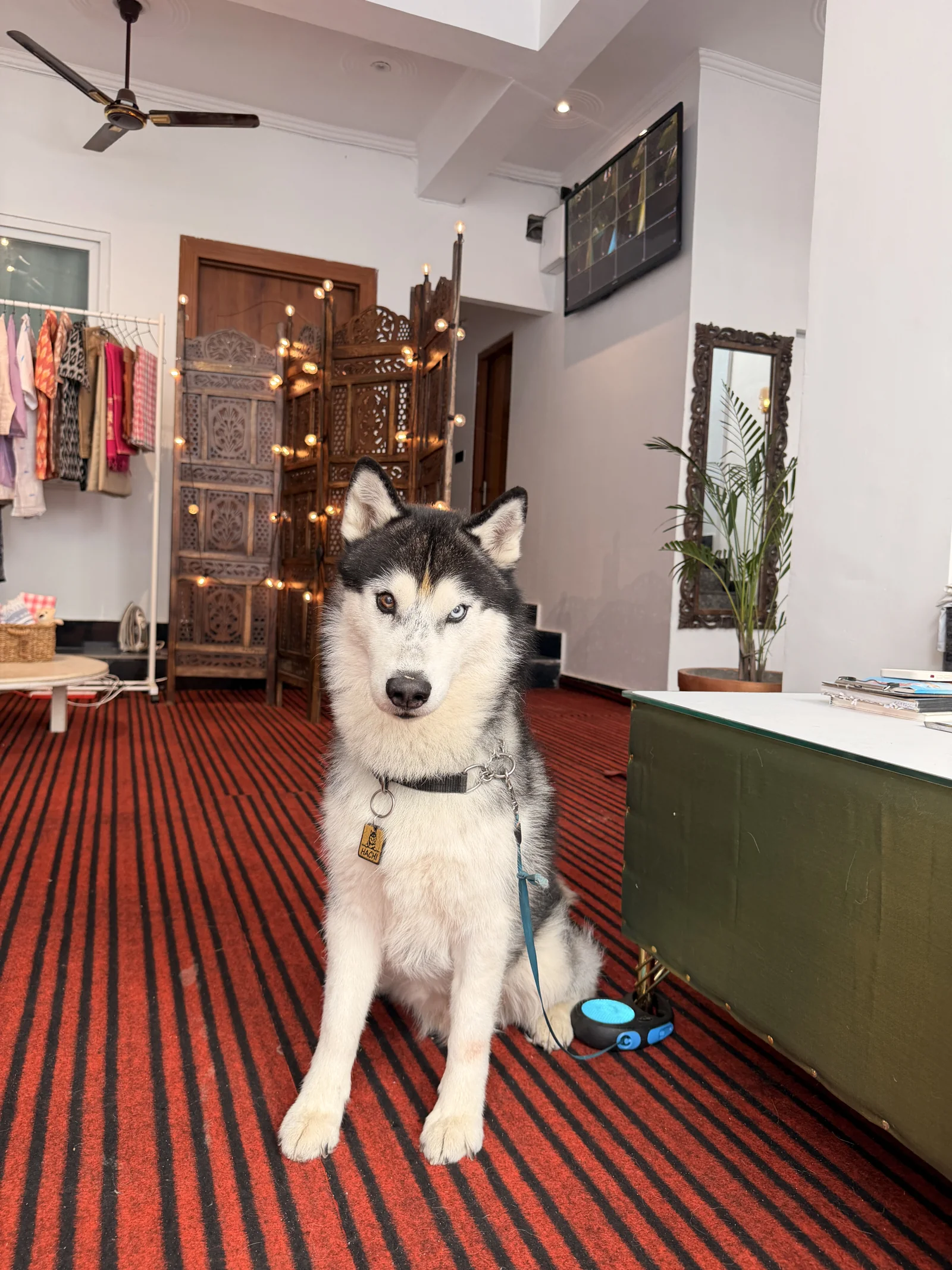 A husky sitting in the Sanskriti lounge